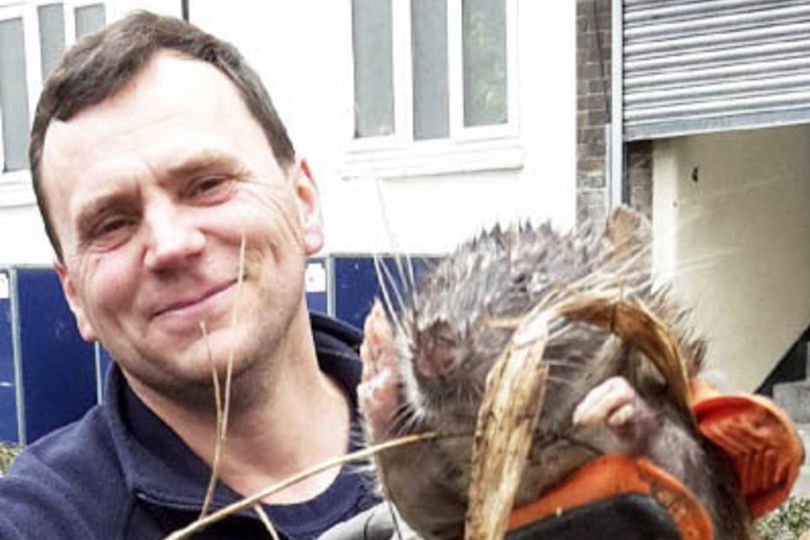 Giant super rats set to be put 'on the pill' as poison fails to stop UK ...