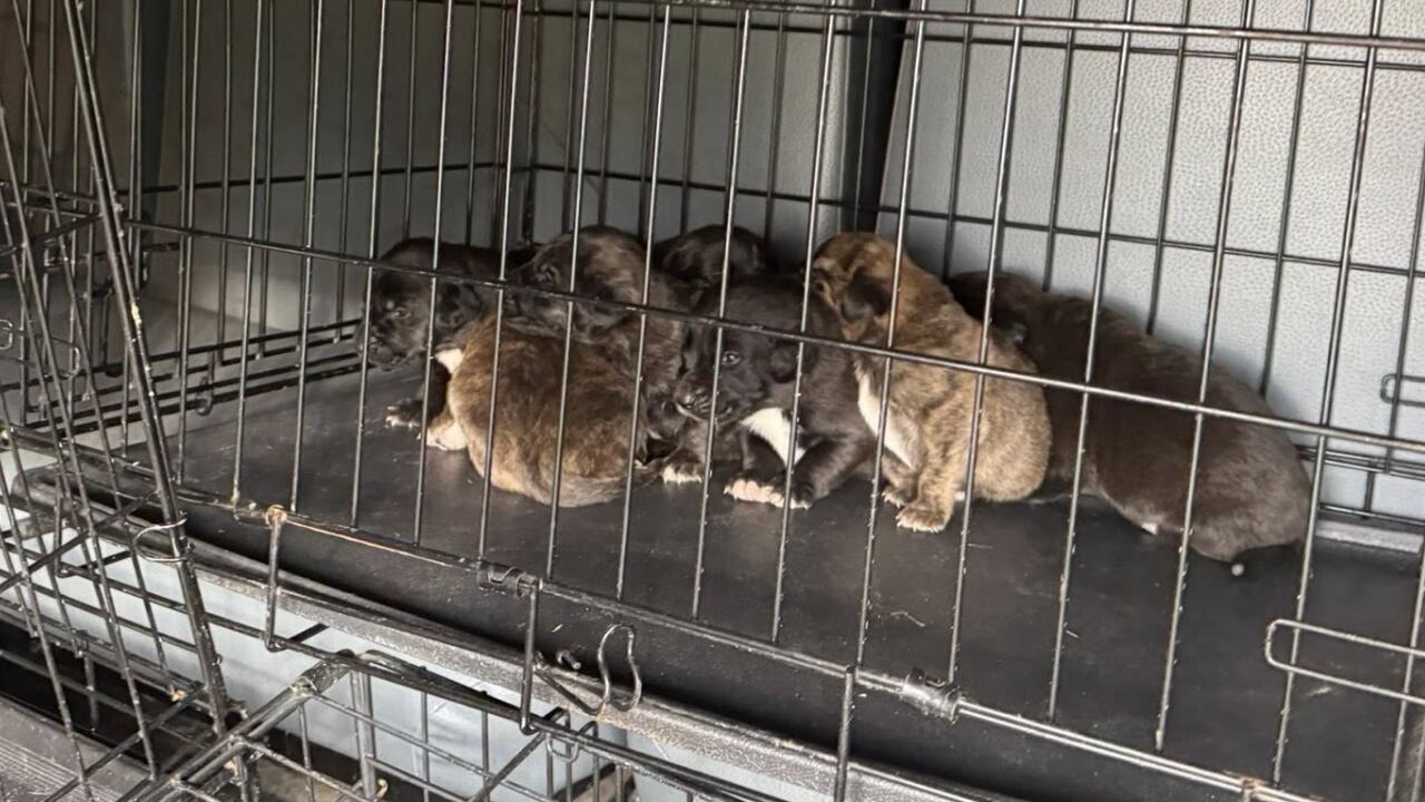 12 dogs seized during animal cruelty investigation in Walker County