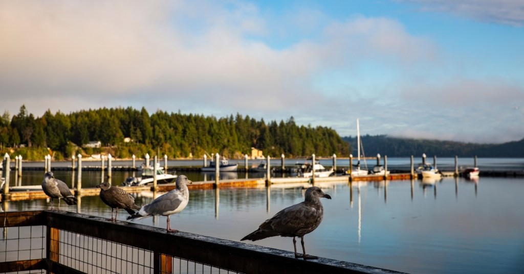 Seagulls stand on the edge of a deck in front of a small marina with boats docked. The water is calm, and forested hills with a few houses can be seen in the background.