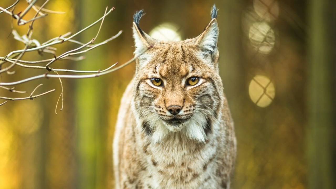 These animals were feared, hunted, and erased - now we need them