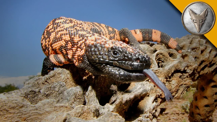Venomous lizard encounter in the wild