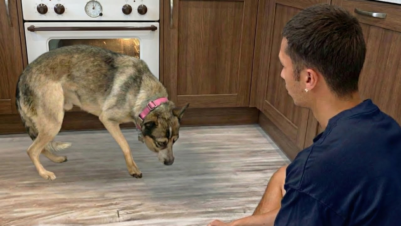 This terrified rescue dog finally had a breakthrough<br><br>