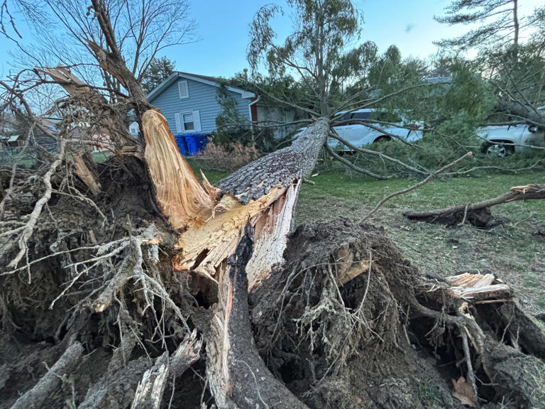 Overnight storms knock down trees and power lines throughout region