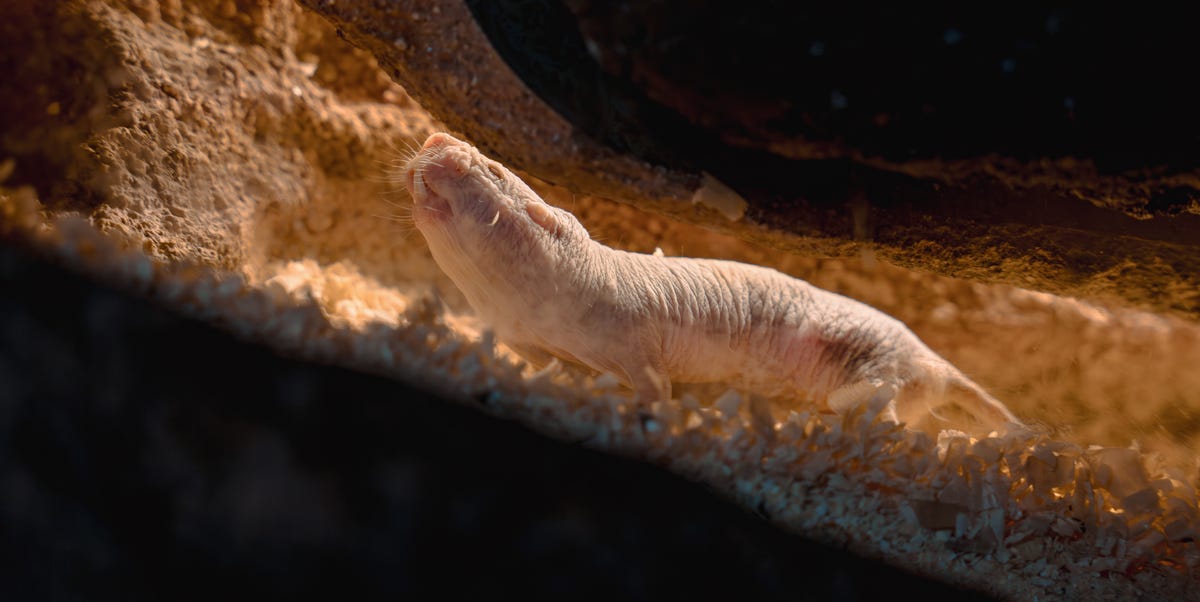 These secretive creatures live oddly long lives. They could show us the ...