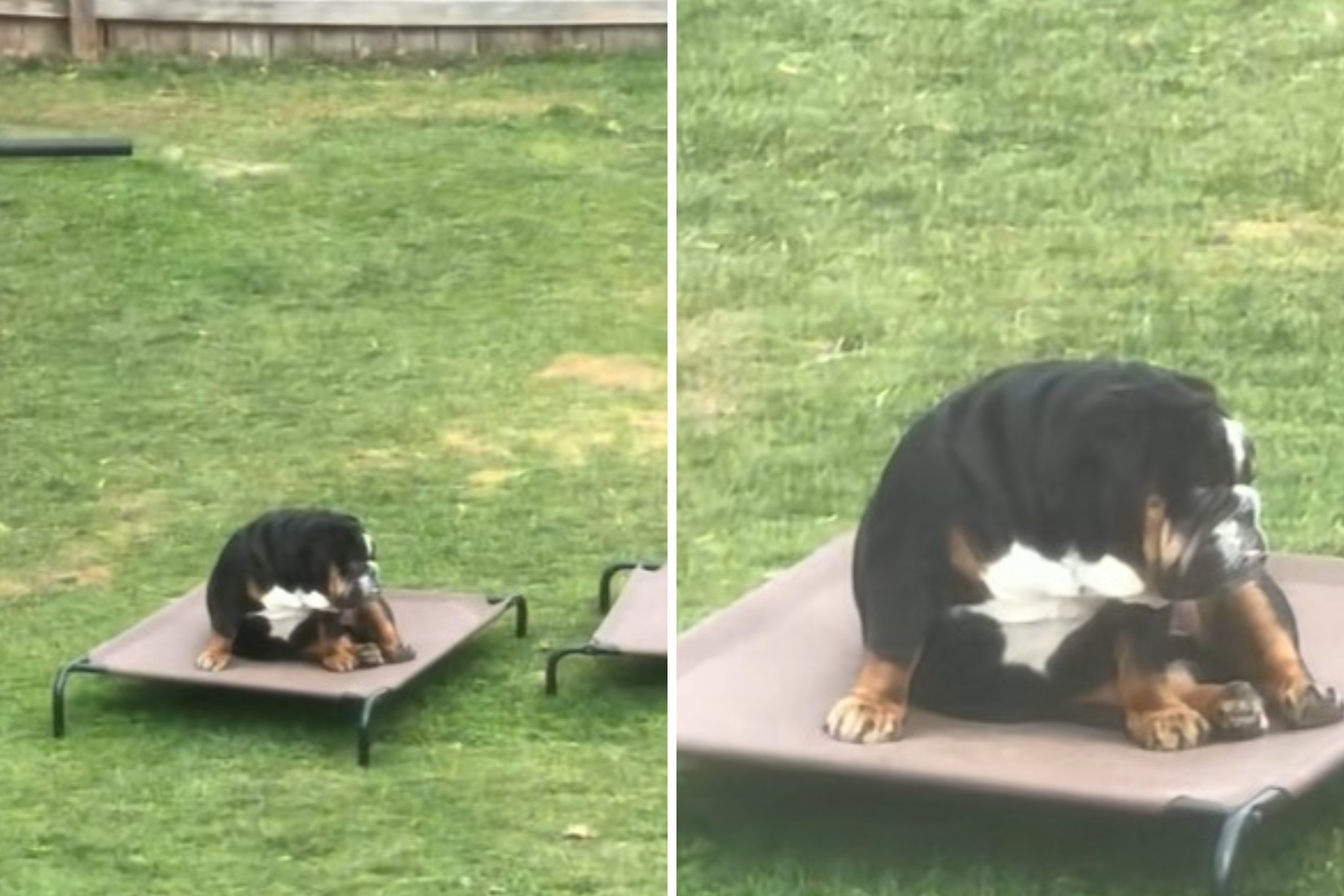 Bulldog's reaction after sibling ruins his favorite toy delights internet