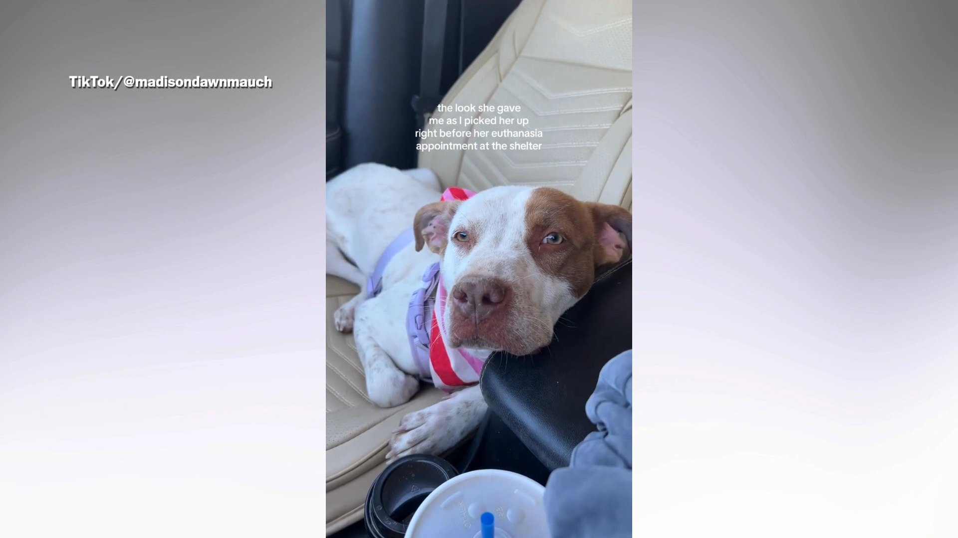 Rescue dog's heartwarming look after being spared from euthanasia