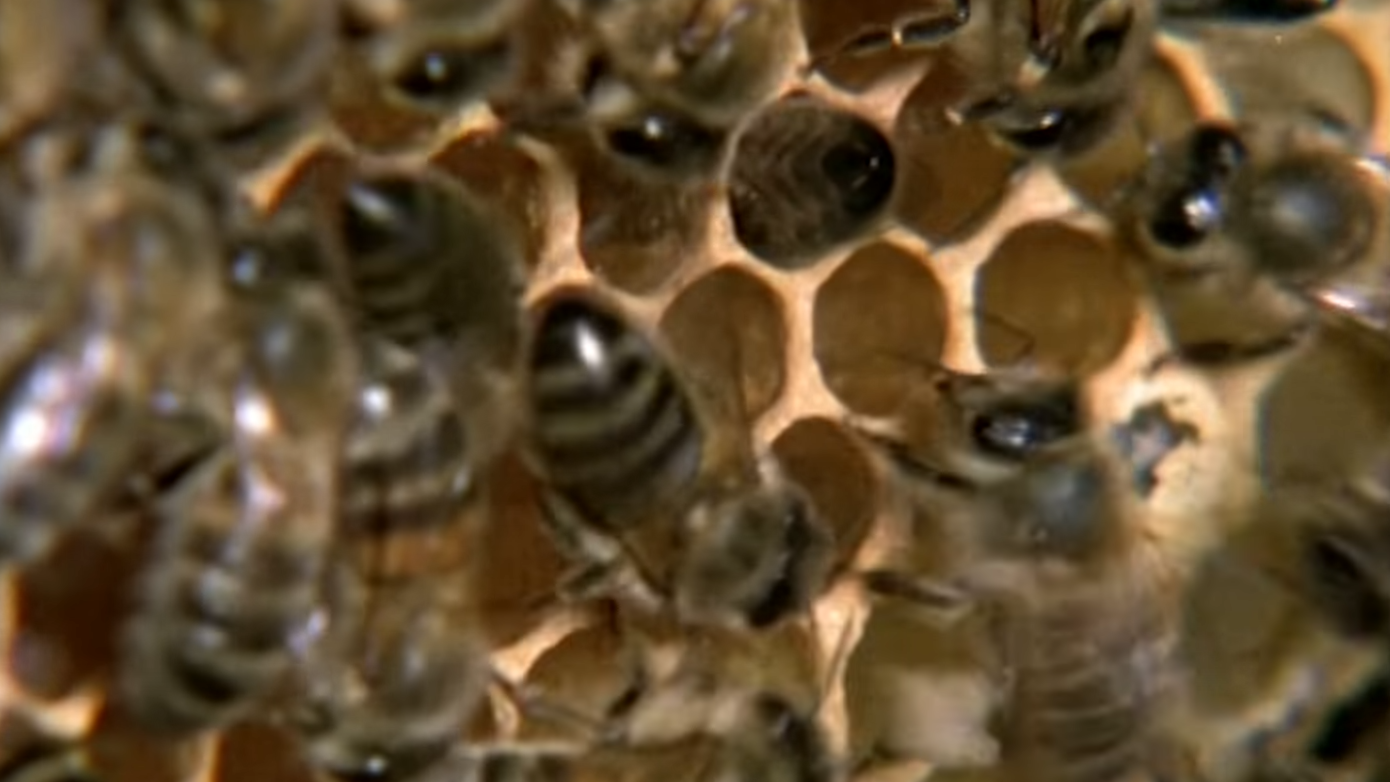 Watch what happens when thousands of bees act as one mind