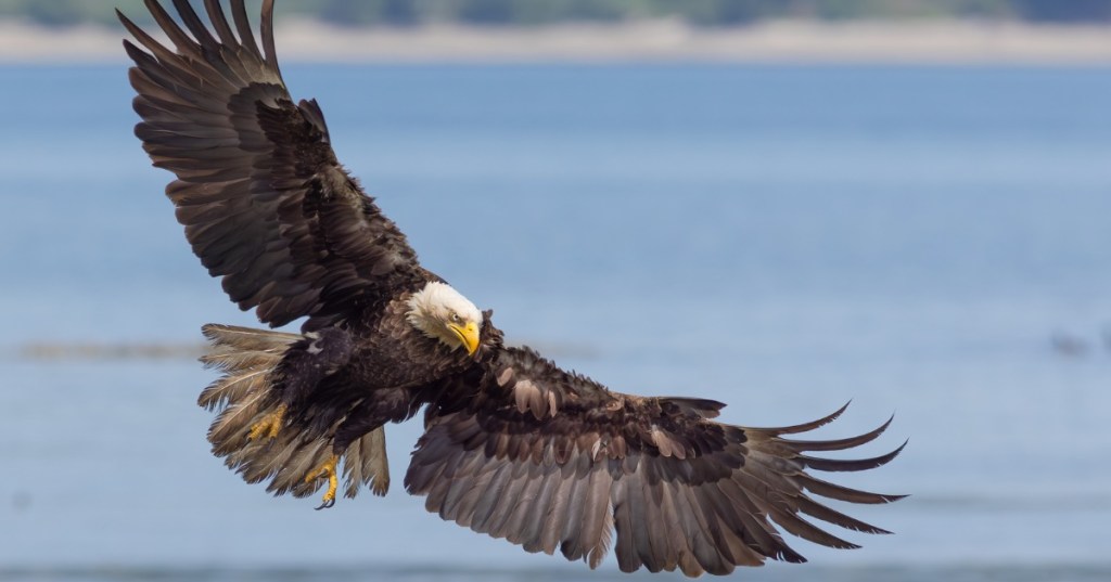 A large bald eagle spreads its wings in a dramatic fashion in front of a stretch of water.