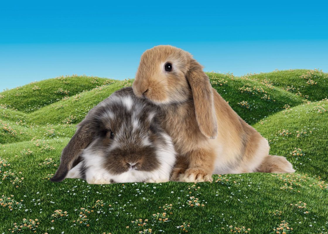 Which Adorable Spring Baby Animal You Are, Based on Your Birth Date