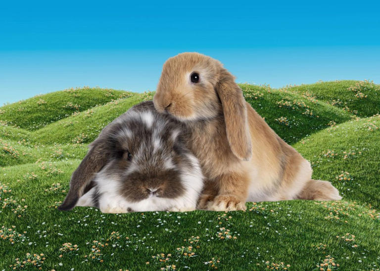 Which Adorable Spring Baby Animal You Are, Based on Your Birth Date