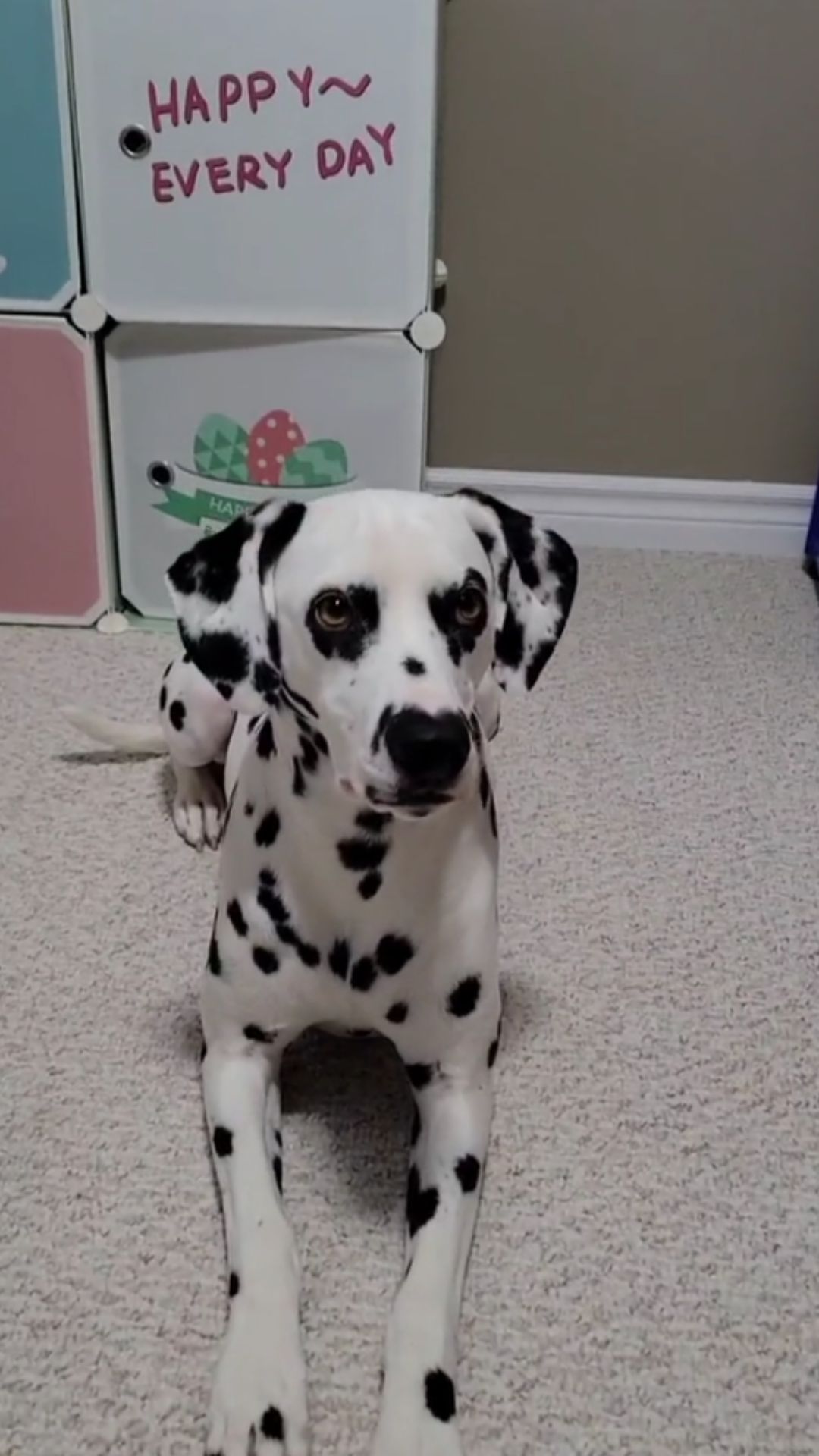 Behind the scenes dog training insights for better results