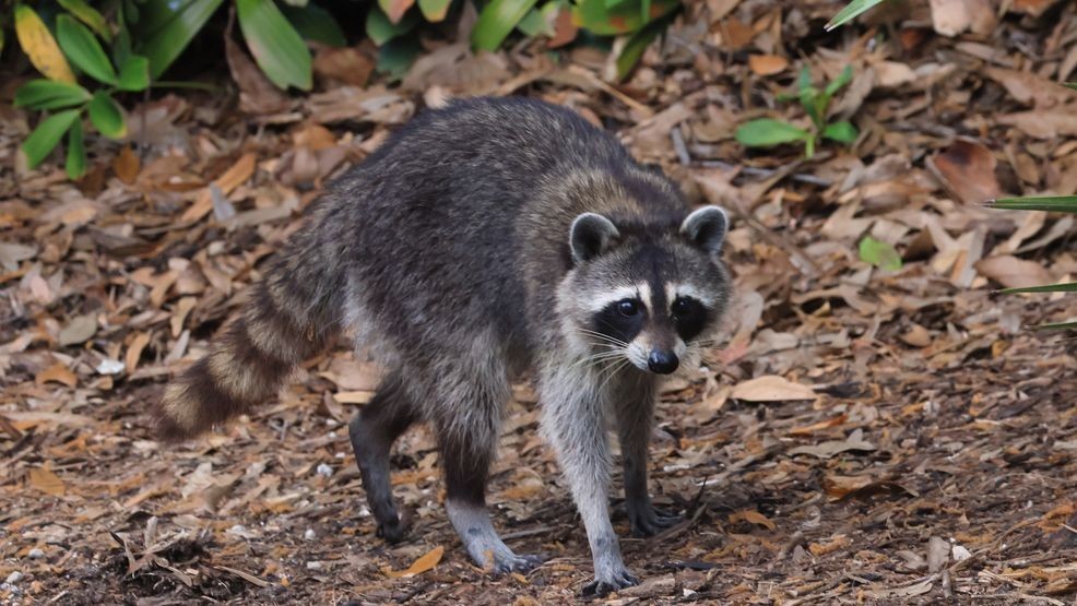 Rabid raccoons confirmed in Martin County, health officials warn