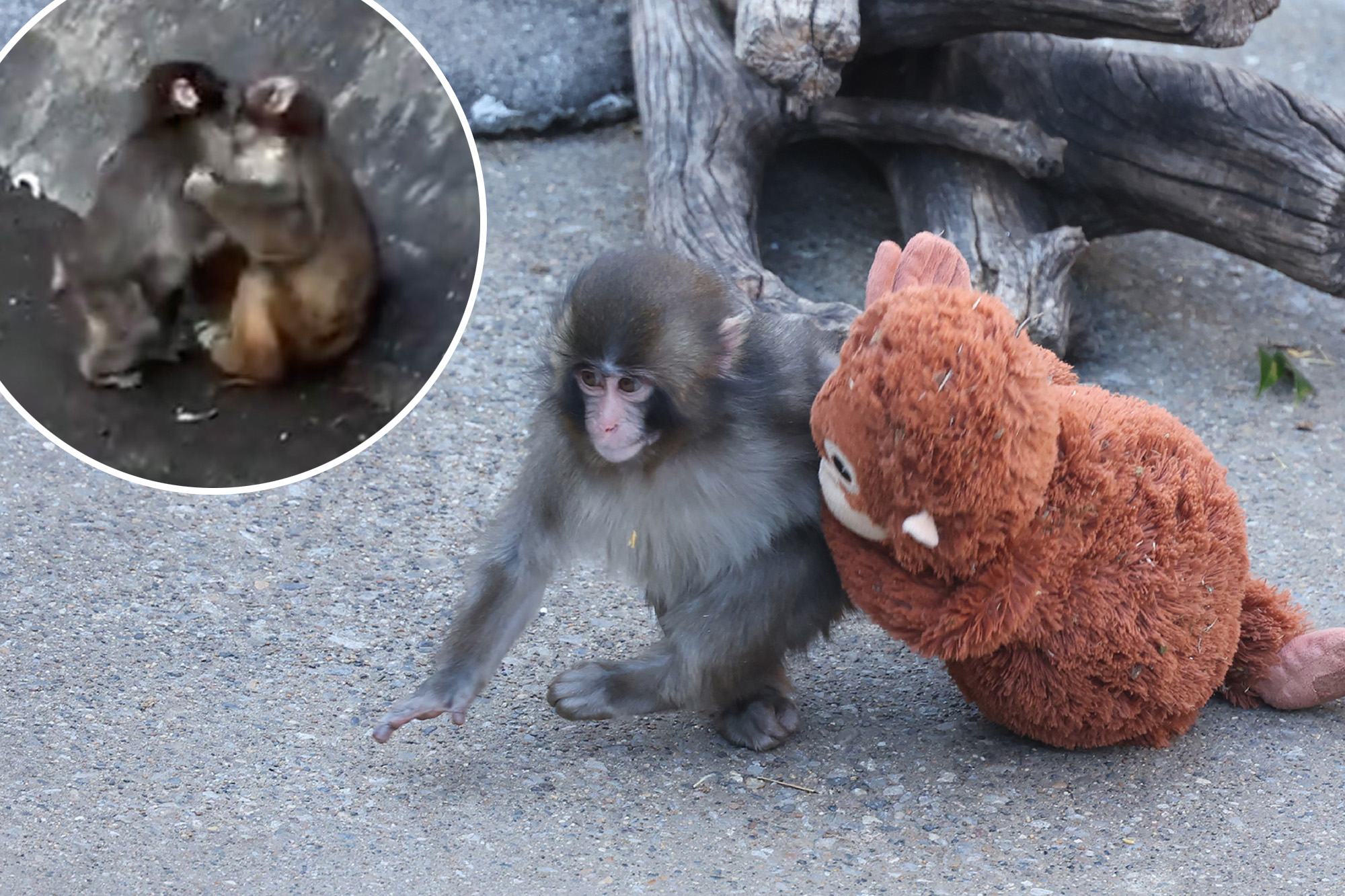 Punch the Monkey has a girlfriend — viral zoo animal spotted smooching ...