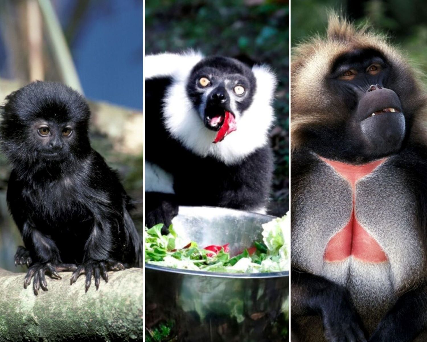The world’s weirdest primates