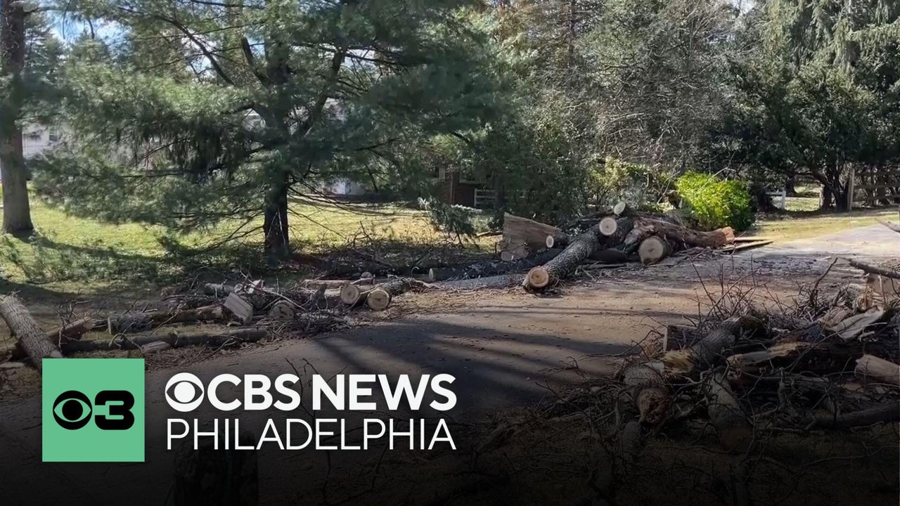 Worker killed after tree falls in Newtown Square