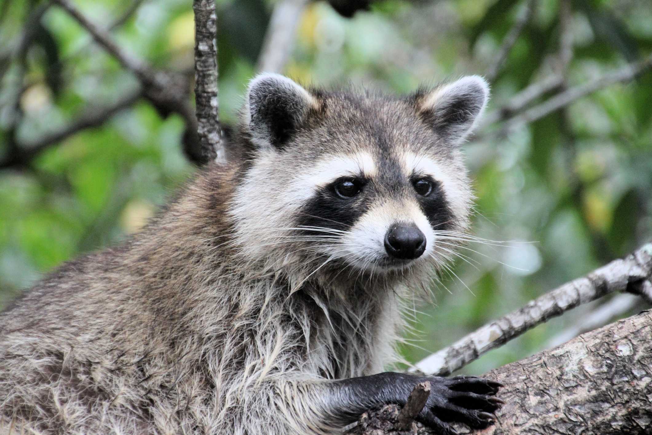 Martin County reports rabies cases in raccoons