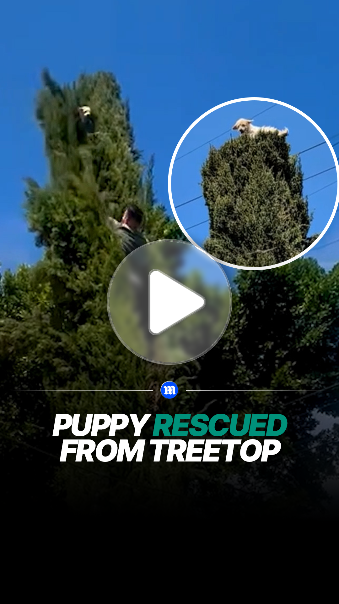 Dog rescued after being found stuck high in tree