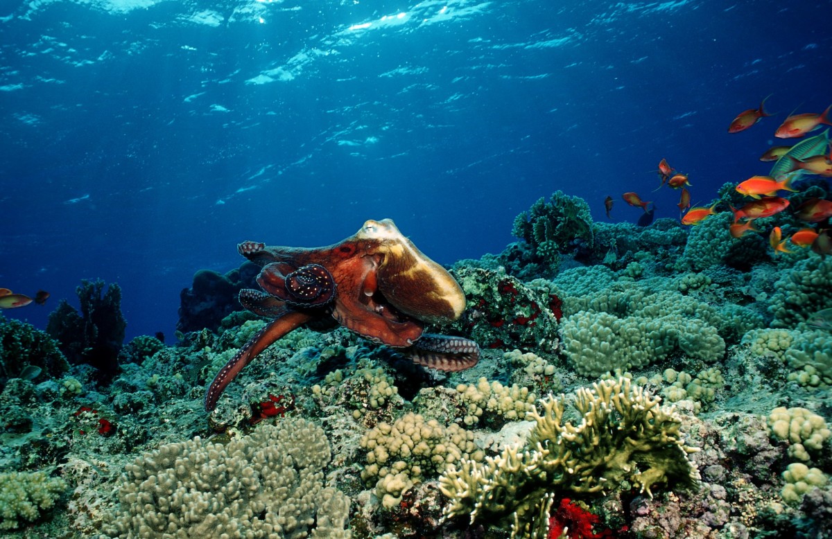 Watch this octopus straight-up punch a grouper in the face (video)