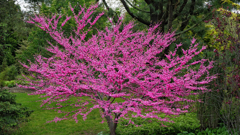 A pink flowering tree that'll add low-maintenance shade to your yard