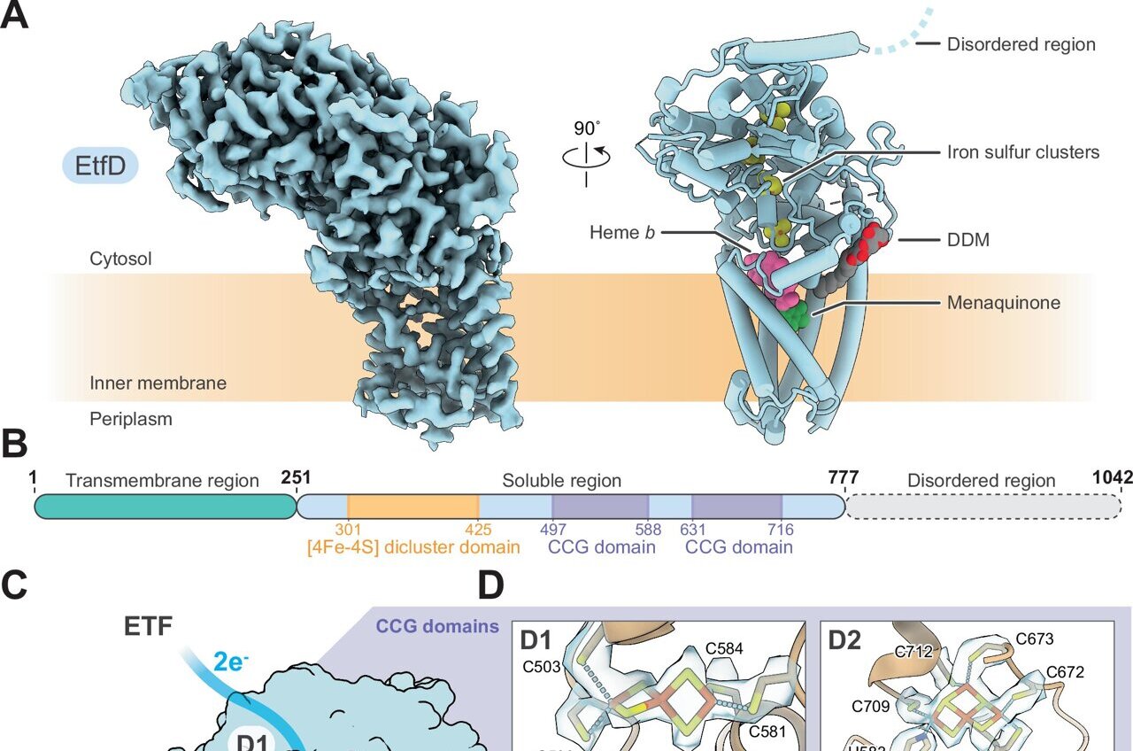 3D structure reveals how tuberculosis bacteria power themselves