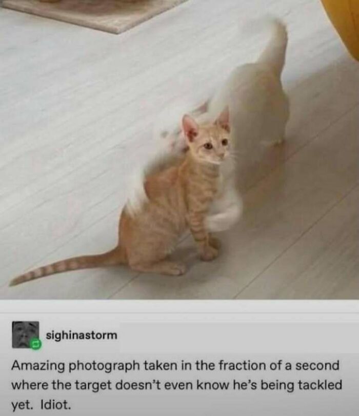 81 Tumblr posts that prove the humor there is one-of-a-kind