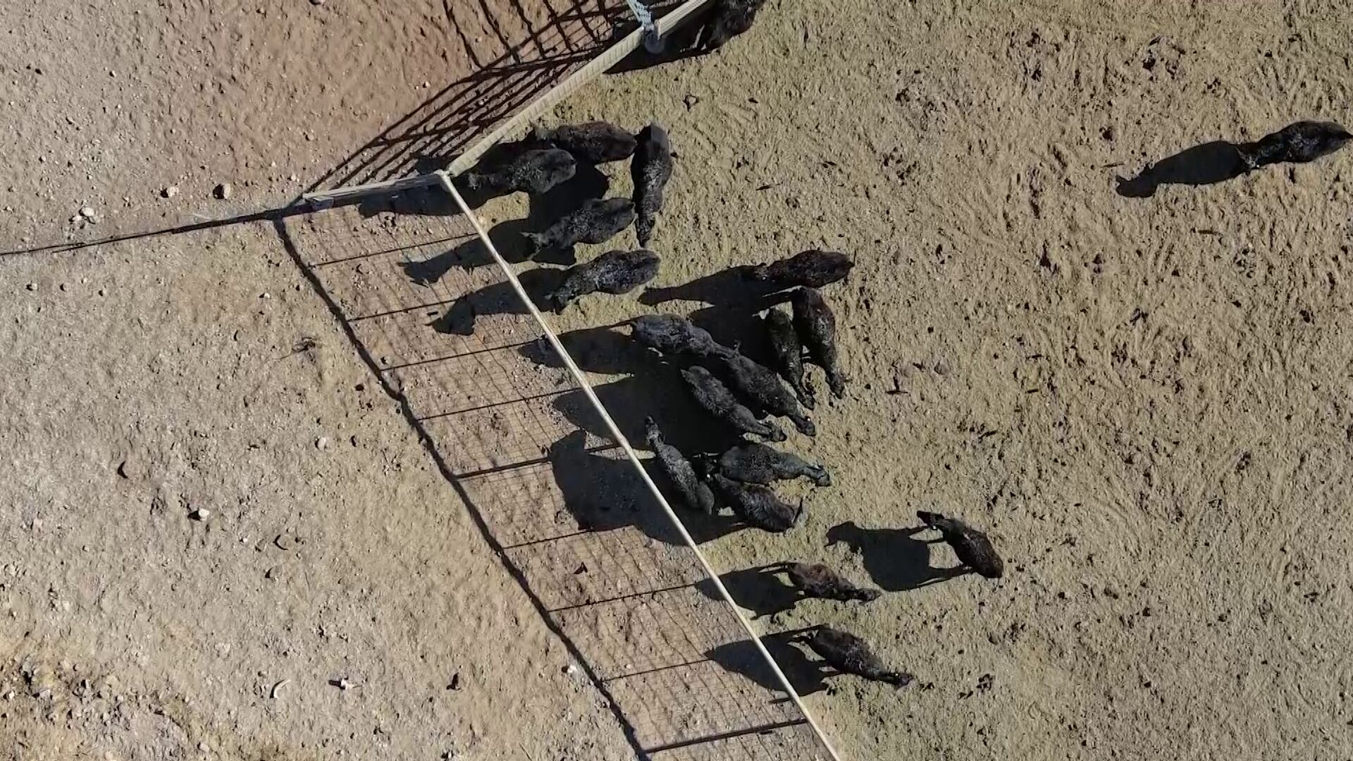Arizona ranch families pushed out as corporations cash in on cheap ...