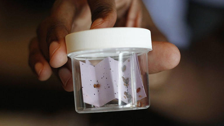 Bed bug cases on the rise in Georgia and other southern states