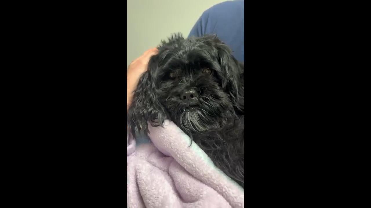 Dog rescued from elevated train platform in Philadelphia