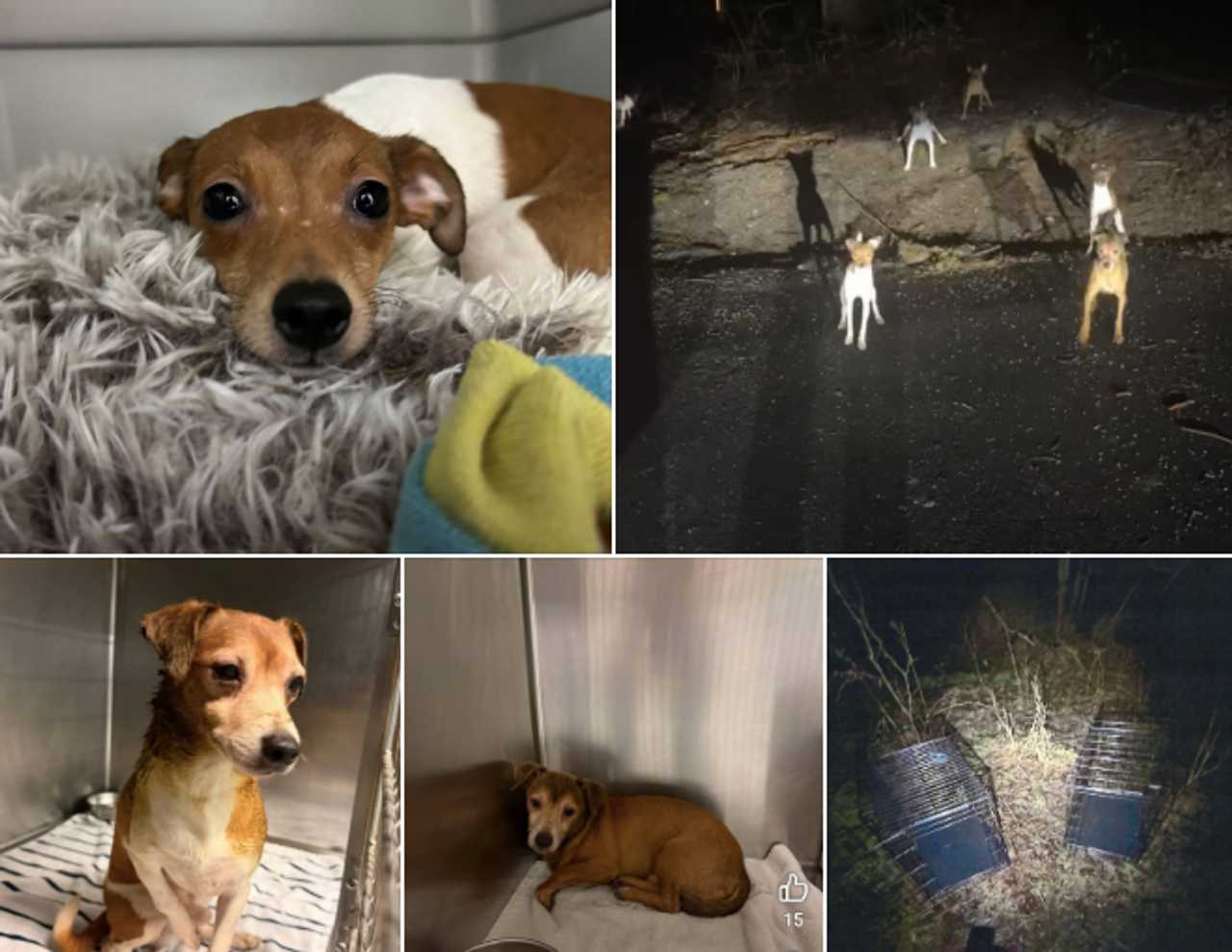 Dozens of dogs abandoned in crates across Sussex County, NJSP seeks tips