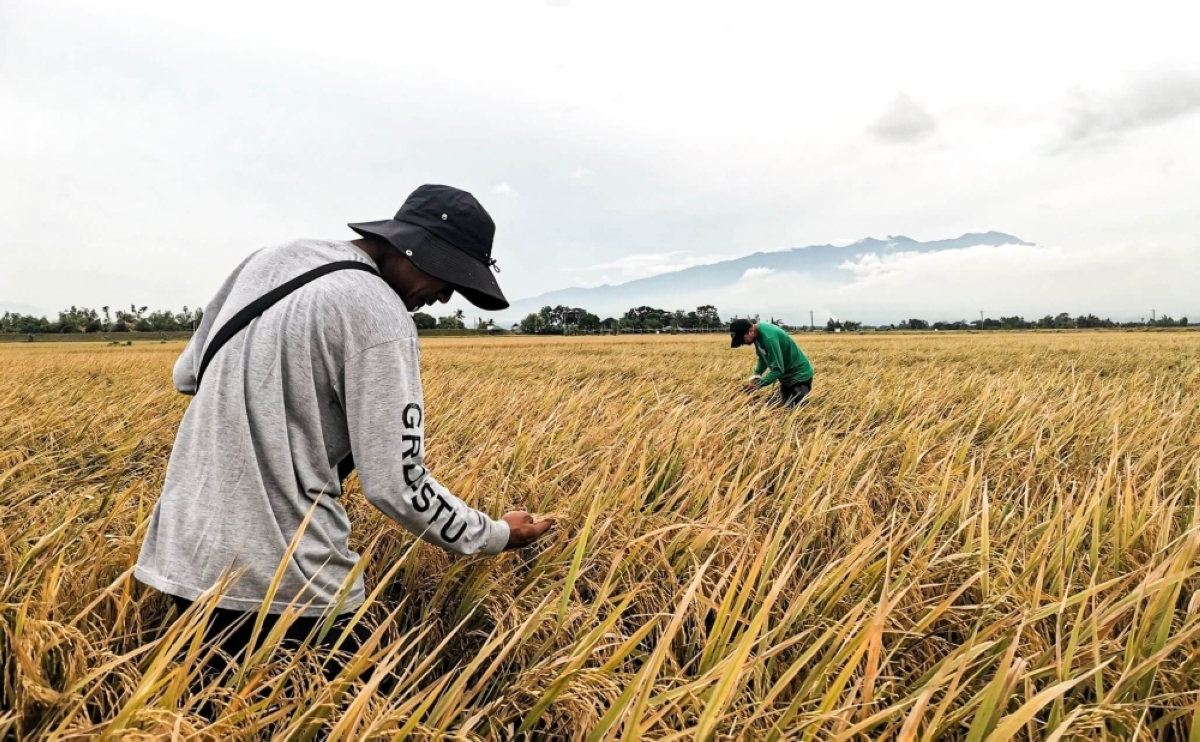 Genomics research uncovers climate-resilient rice traits