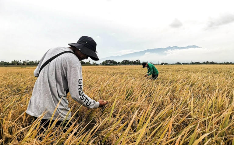 Genomics research uncovers climate-resilient rice traits