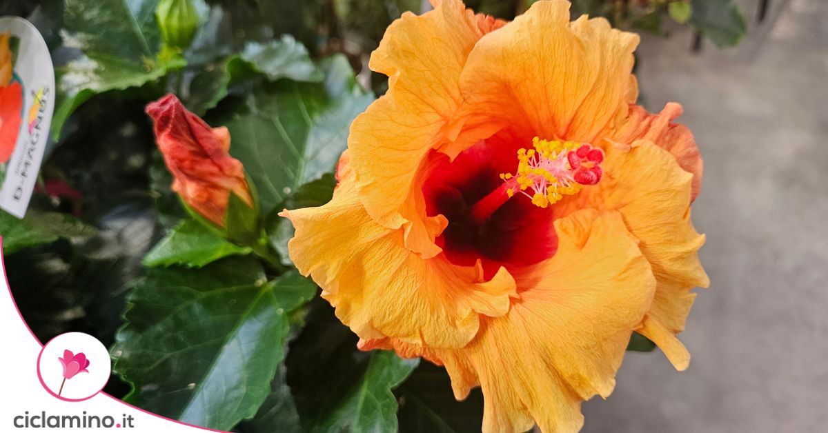Predilige clima tropicale ma l’ibisco si adatta ai nostri balconi per ...