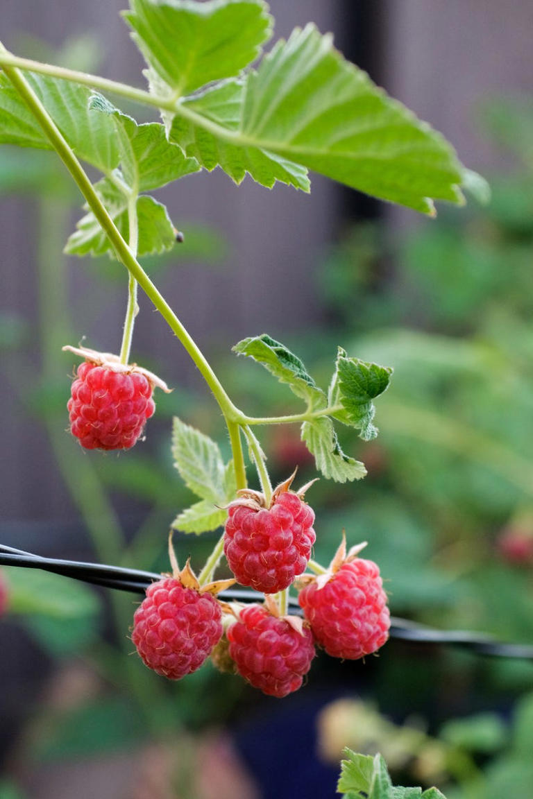 Last chance to plant fruit bushes: 9 easy varieties for gardens and pots
