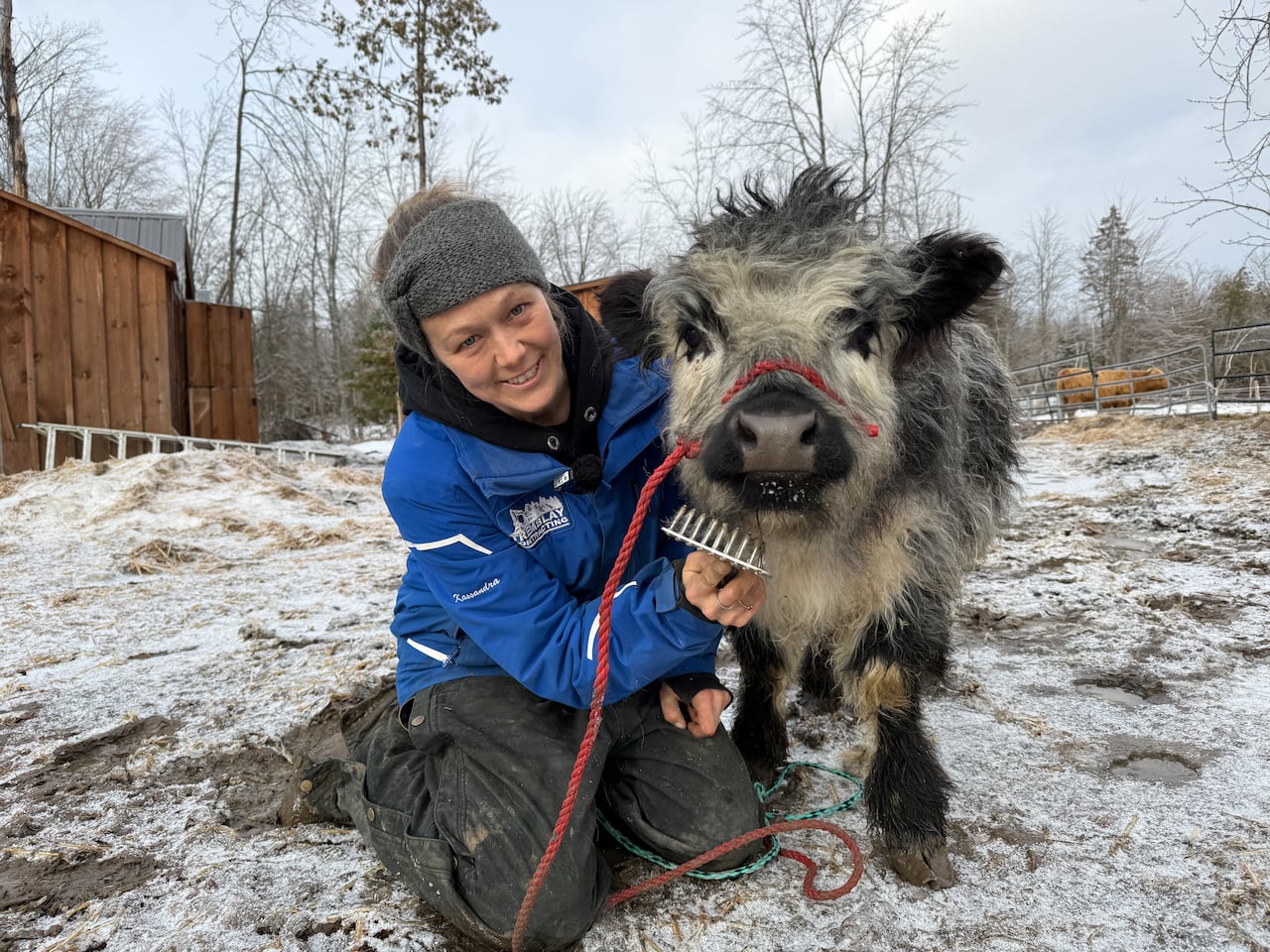 These miniature cows living outside Ottawa love cuddles and getting groomed