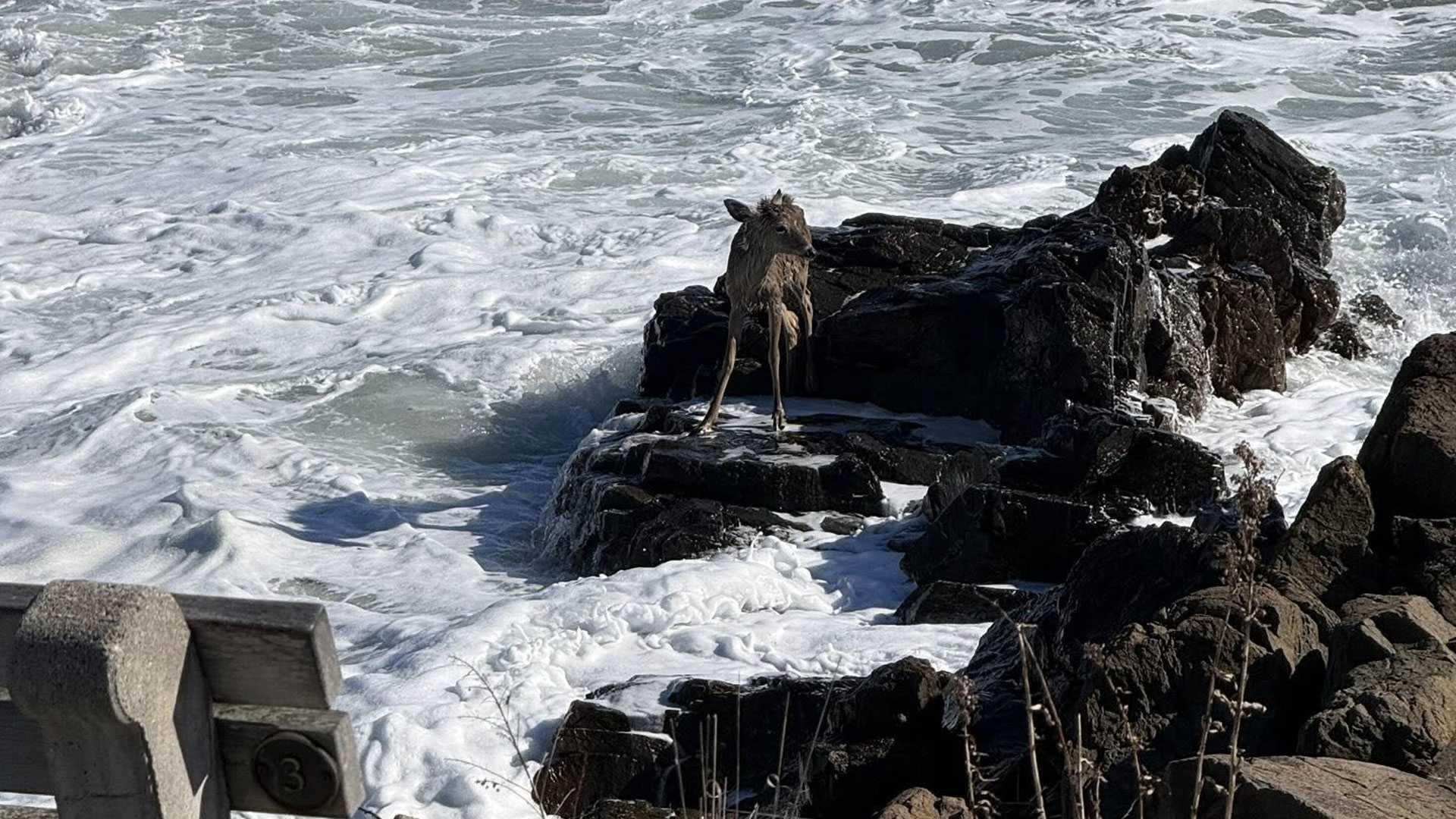 Deer trapped on rocks along Ogunquit coast for hours