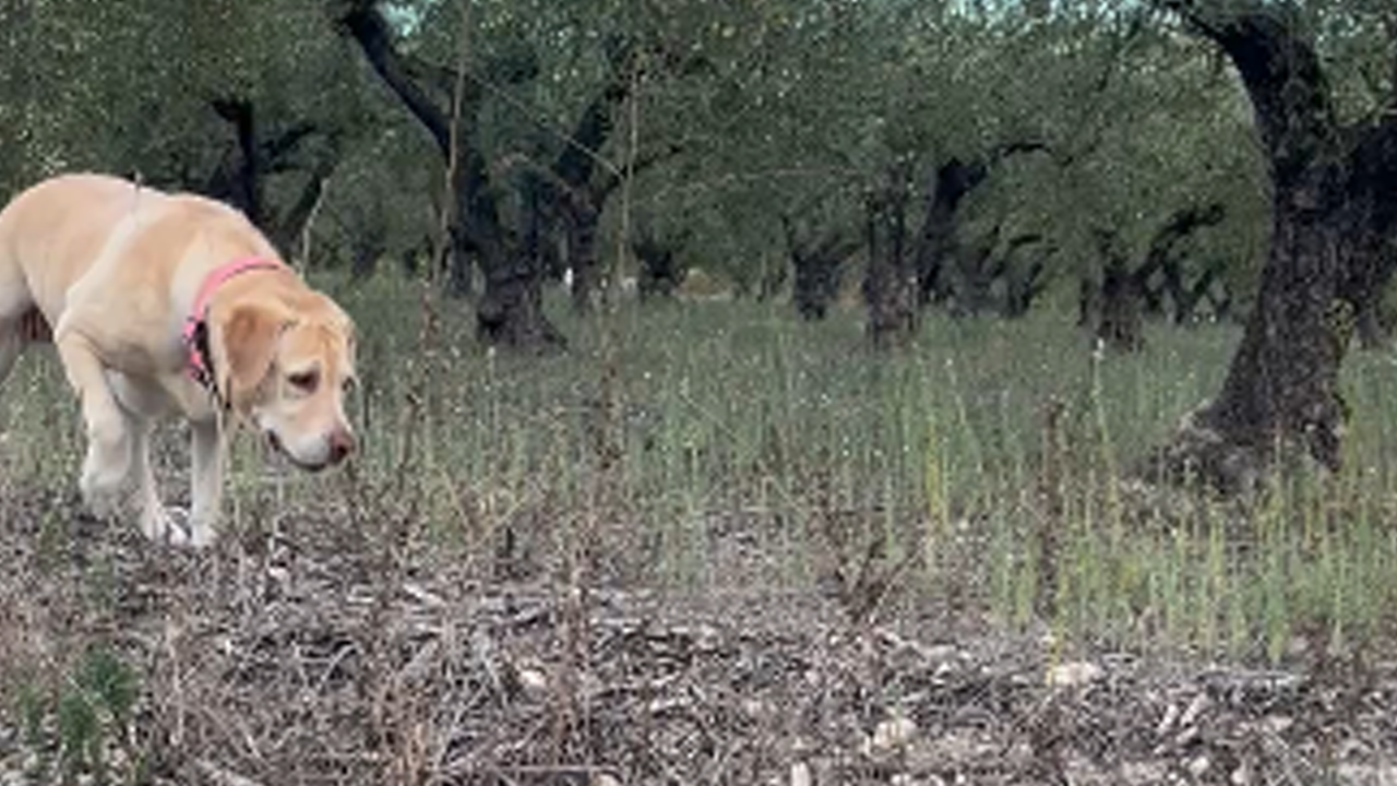 Quick-thinking dog leaps away from a snake