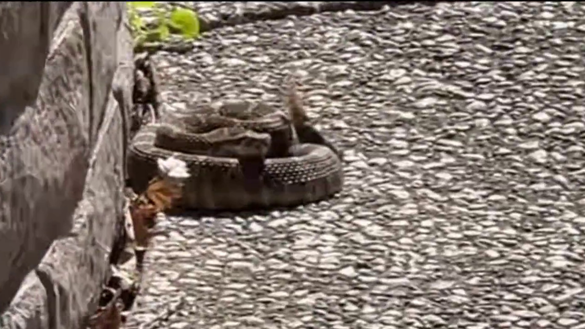 Park rangers warn hikers to be cautious of rattlesnakes amid Bay Area ...