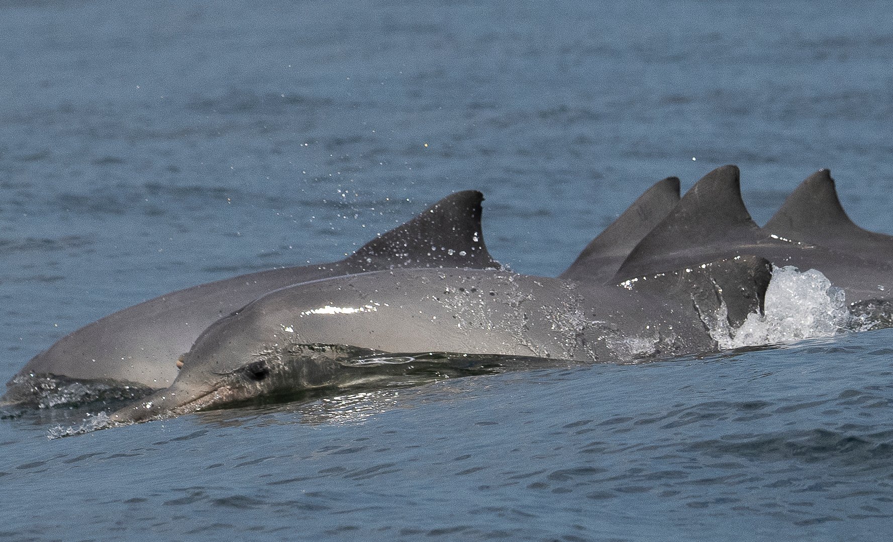 Is the viral story about dolphins kidnapping a Florida man
