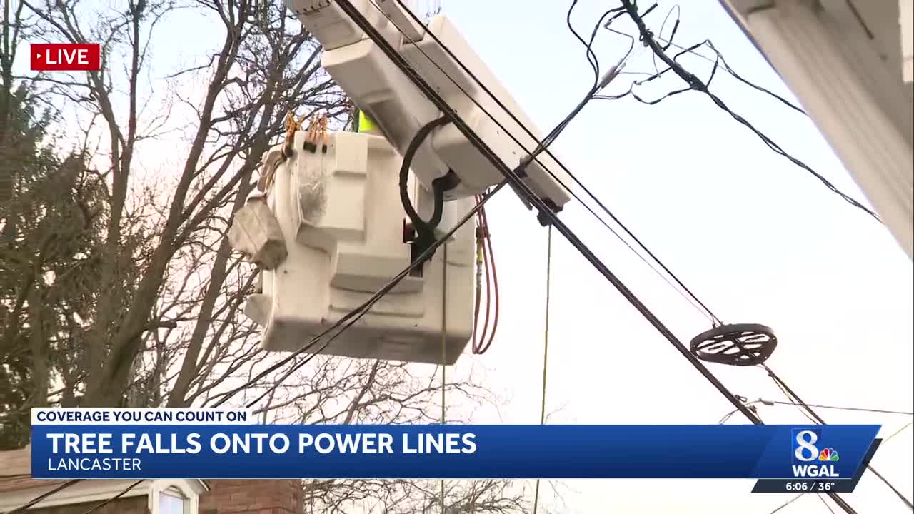 Residents left with no electricity after large tree falls on power ...