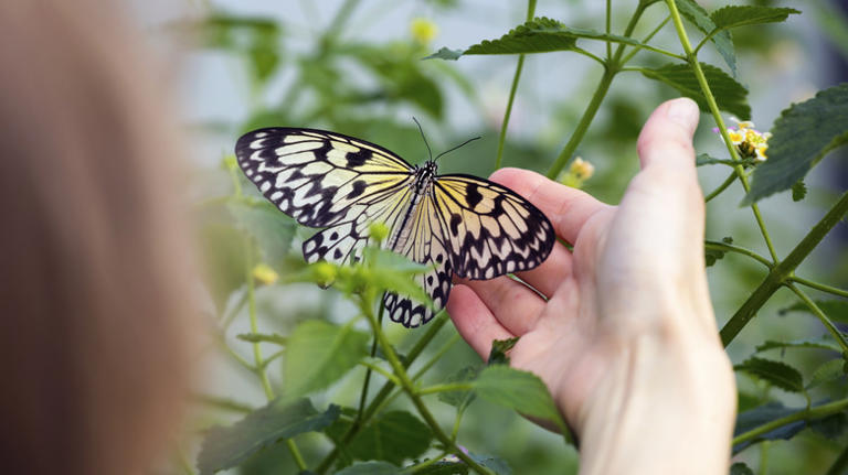 12 types of caterpillars in your yard (& the butterflies they become)