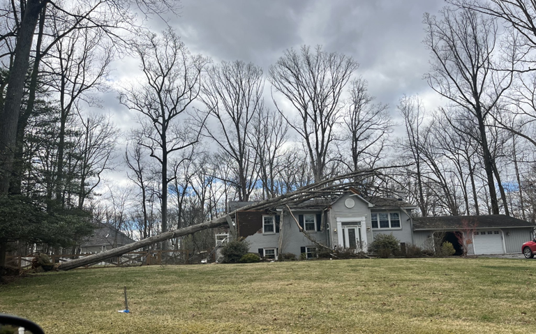 Two adults, 6 animals displaced after tree falls on house