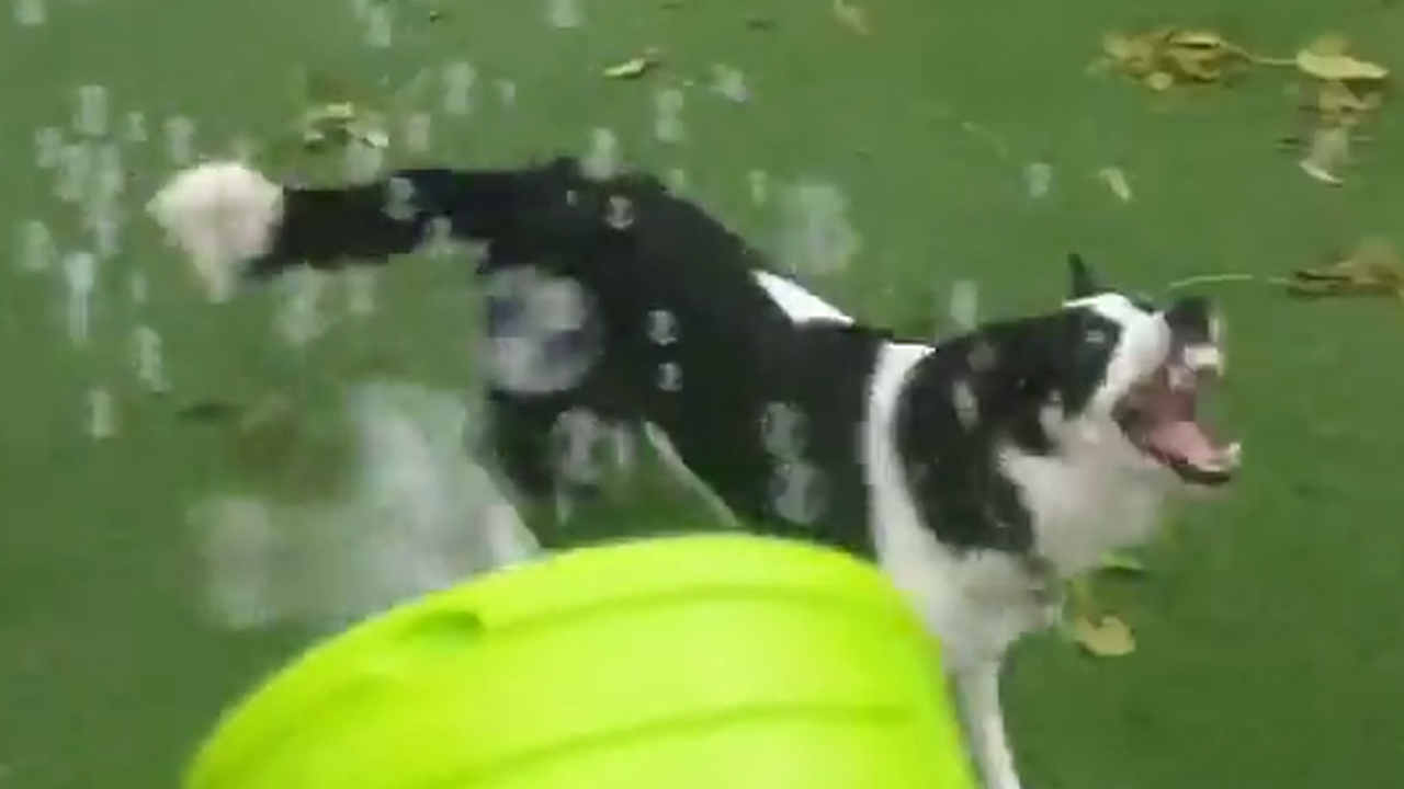 Border collies chase bubbles in playful frenzy