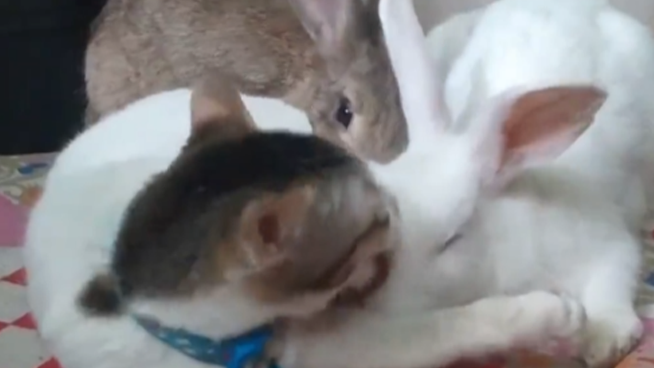 Cat gently grooms a baby bunny