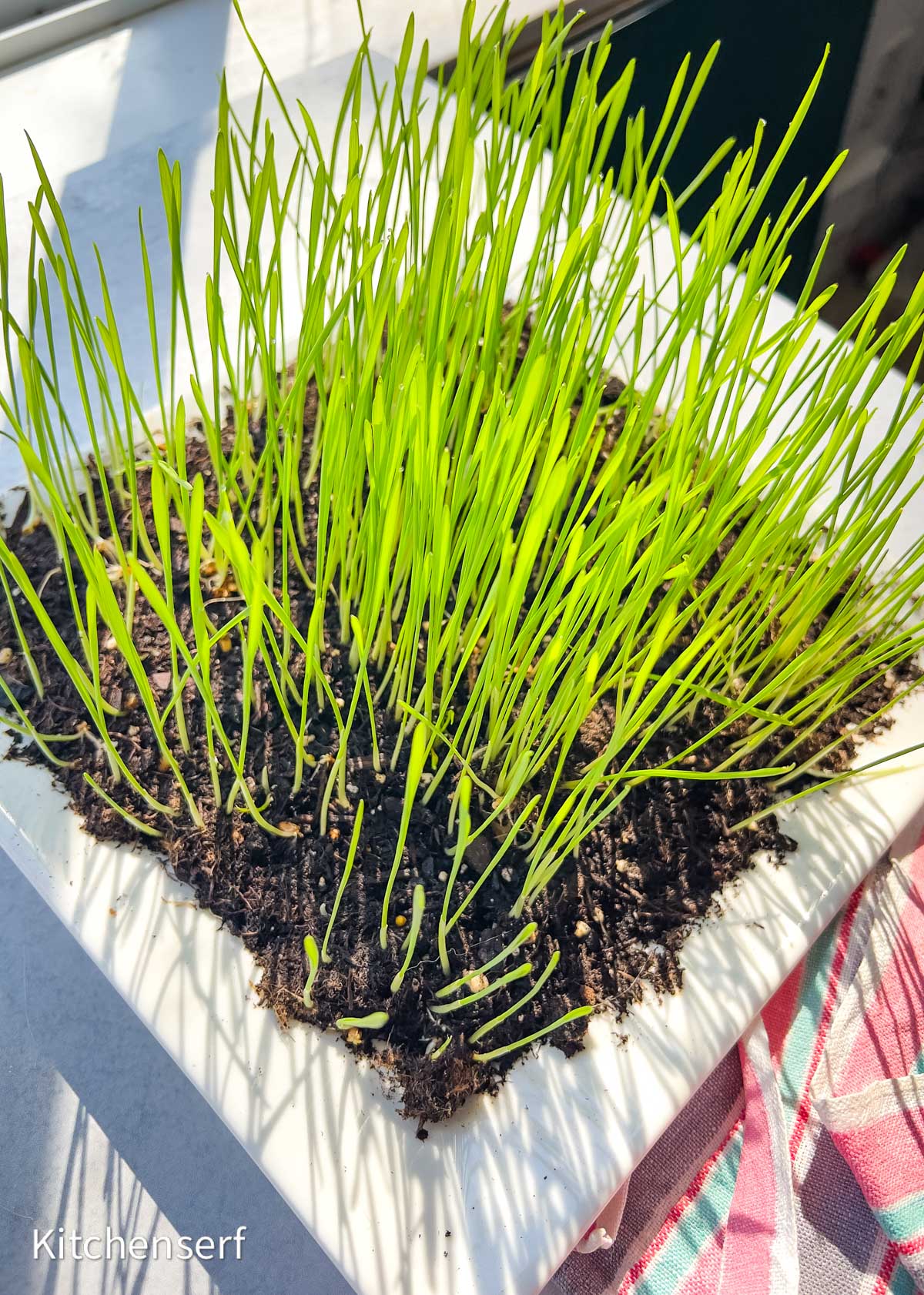 How to grow Easter grass