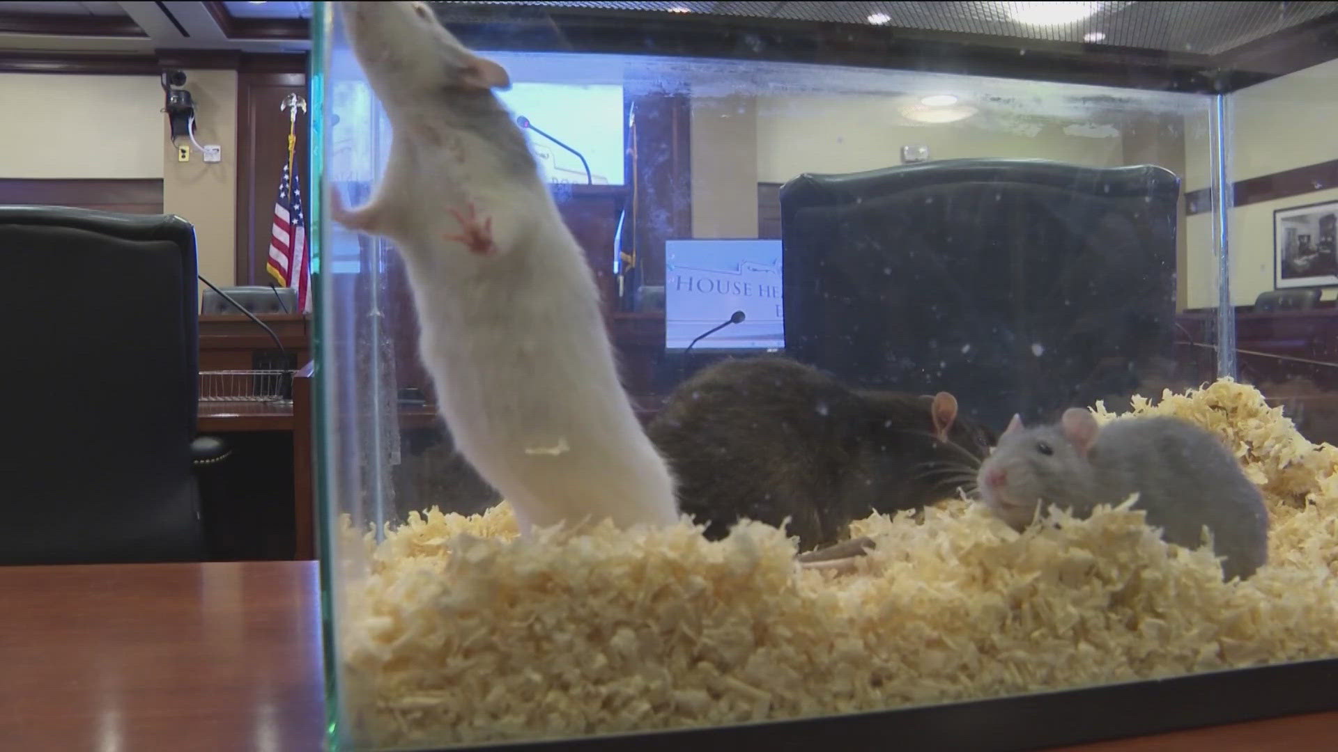 Bill declaring rats a public health emergency fails in Idaho House
