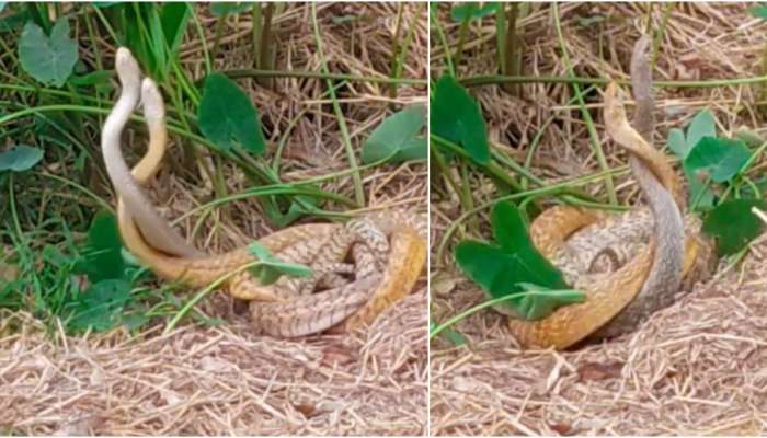 Snakes video: కూల్ వెదర్‌ను ఎంజాయ్ చేస్తున్న రెండు పాములు. గాఢంగా ...