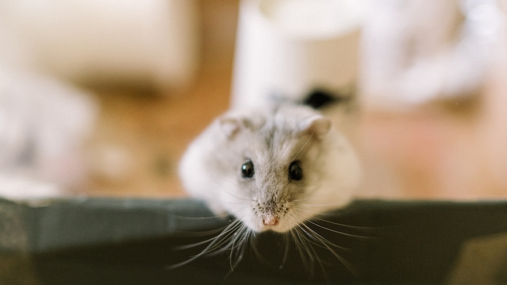 Where do you actually buy a hamster?