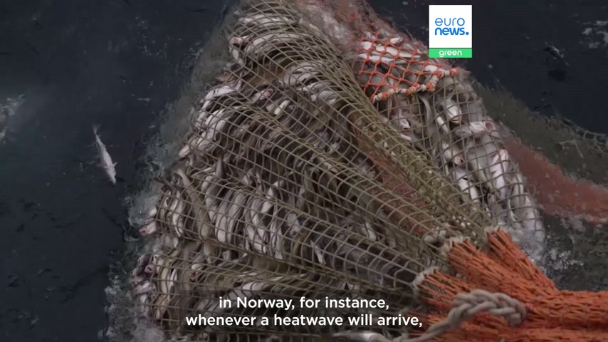 Marine heatwaves create 'winners and losers' - but rising fish numbers ...