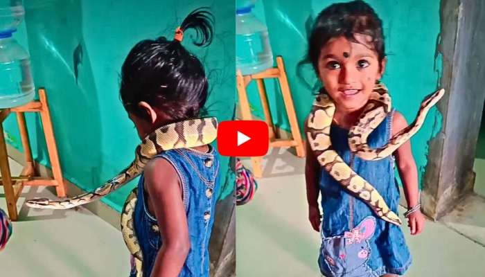 Python snake video: వామ్మో.. పైథాన్ స్నేక్‌ను మెడలో వేసుకున్న చిన్నారి ...