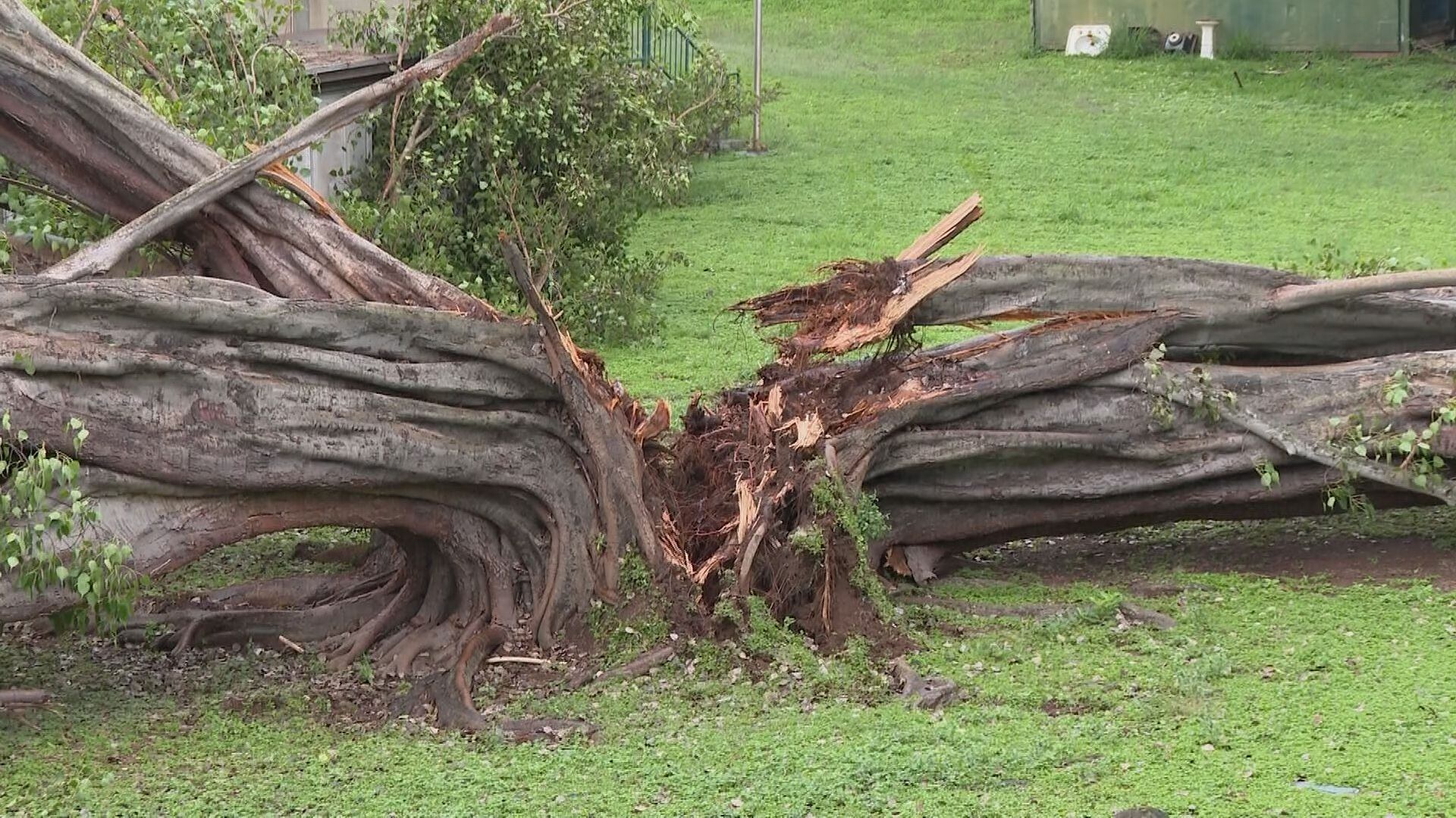 ‘Just devastated’: Decades-old tree split in two during Kona low storm